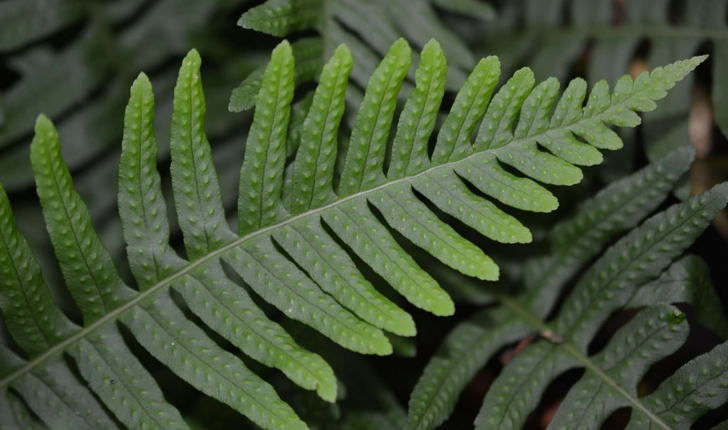 Polypodium vulgare (L. 1753)