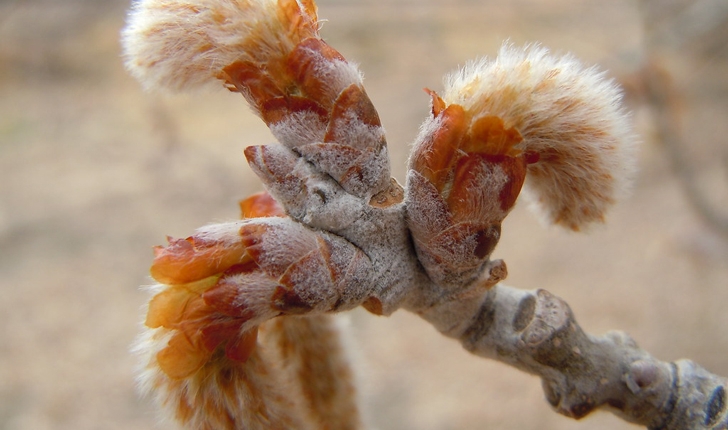 Populus alba