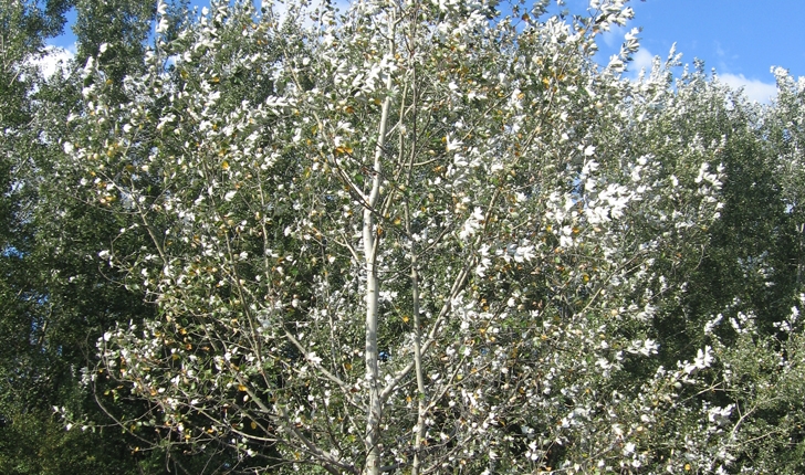 Populus alba