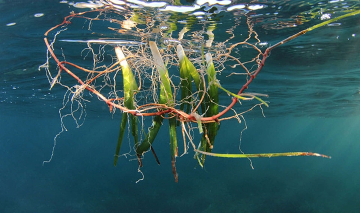 Posidonia oceanica  (L.) Delile