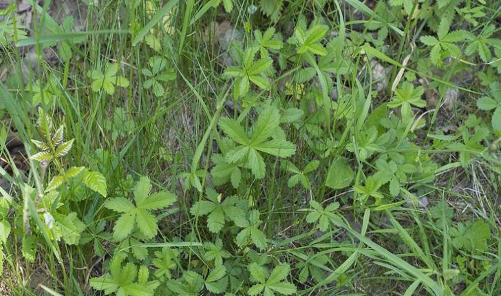 Potentilla reptans L. (1753)