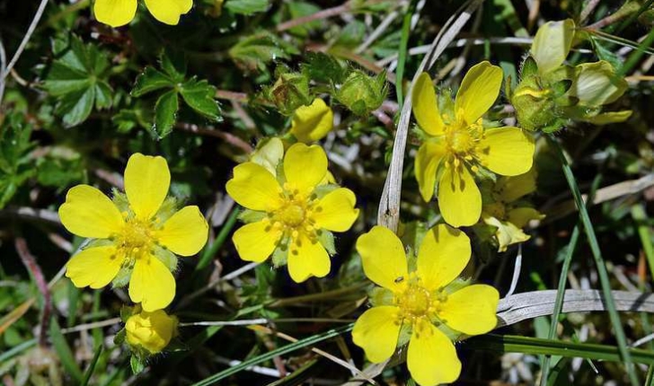 Potentilla reptans L. (1753)