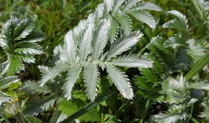 Potentilla anserina
