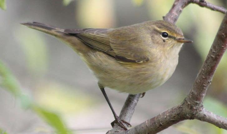 Phylloscopus collybita (Vieillot, 1817)