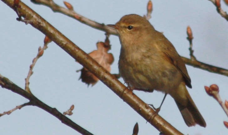 Phylloscopus collybita (Vieillot, 1817)