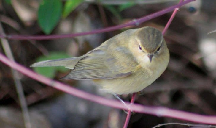 Phylloscopus collybita (Vieillot, 1817)