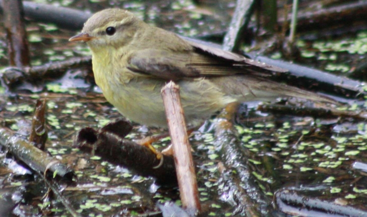 Phylloscopus trochilus (Linnaeus, 1758)