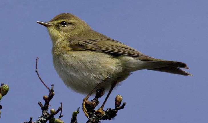 Phylloscopus trochilus (Linnaeus, 1758)