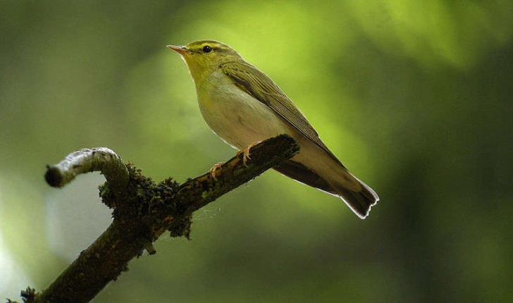 Phylloscopus sibilatrix (Bechstein, 1793)