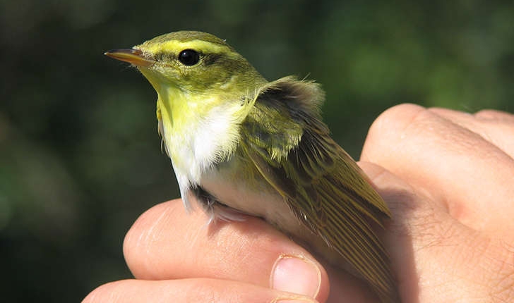 Phylloscopus sibilatrix (Bechstein, 1793)