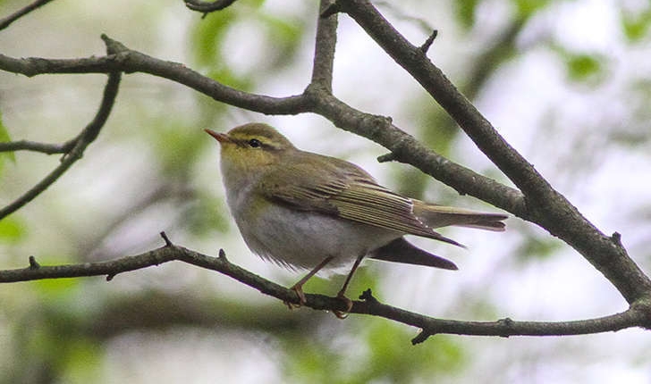 Phylloscopus sibilatrix (Bechstein, 1793)