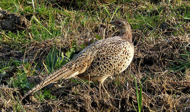 Phasianus colchicus (Linnaeus, 1758)