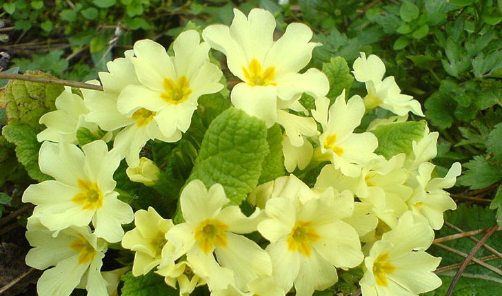 Primula vulgaris