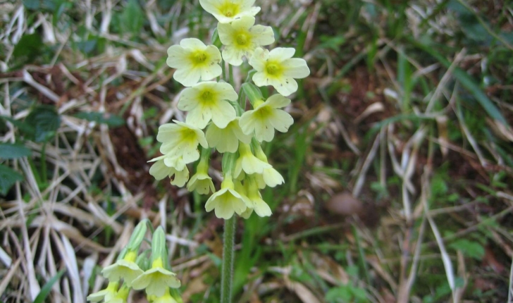 Primula elatior (L.) Hill