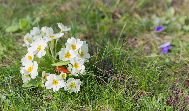 Primula vulgaris