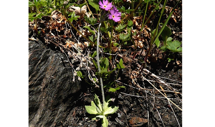 Primula farinosa (L., 1753)