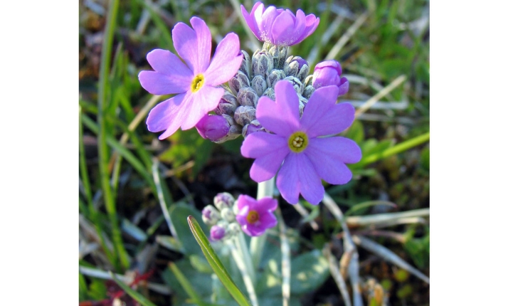 Primula farinosa (L., 1753)