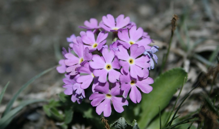 Primula farinosa (L., 1753)