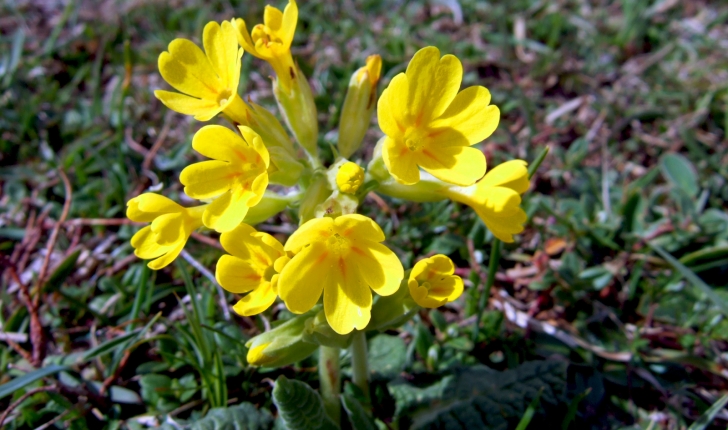 Primula veris L., 1753