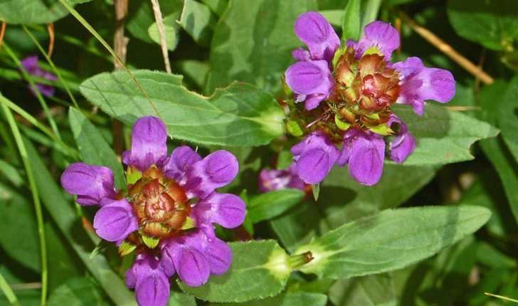 Prunella vulgaris L., 1753