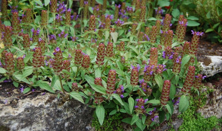 Prunella vulgaris L., 1753