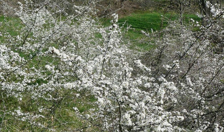 Prunus spinosa (Linné, 1090)