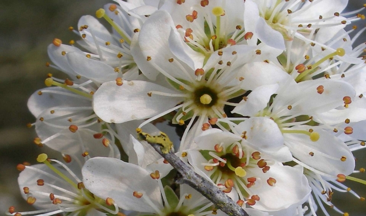 Prunus spinosa (Linné, 1090)