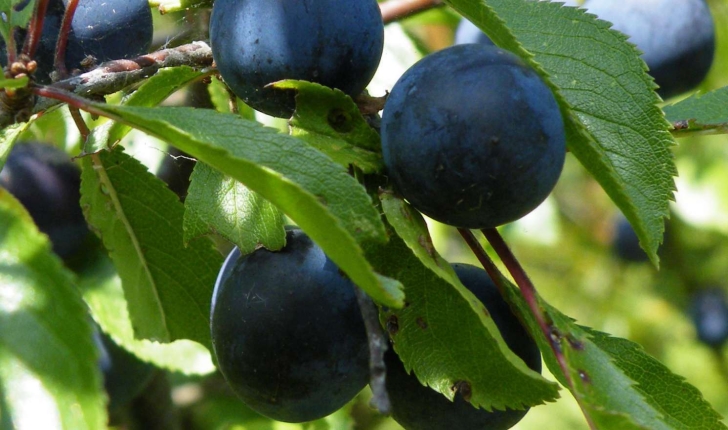 Prunus spinosa (Linné, 1090)