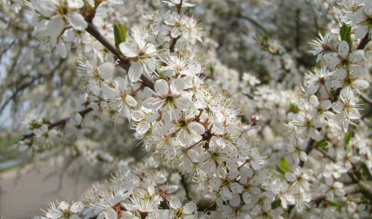 Prunus spinosa (Linné, 1090)