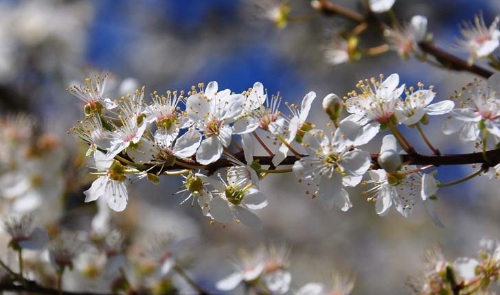 Prunus insititia