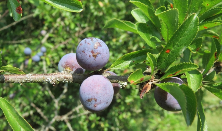 Prunus spinosa