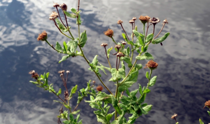 Pulicaria dysenterica (L.) Bernh., 1800