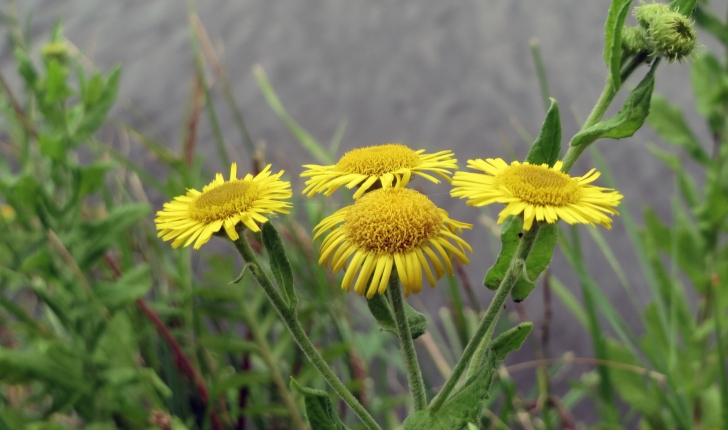 Pulicaria dysenterica (L.) Bernh., 1800