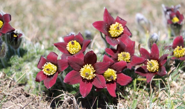 Anemone rubra