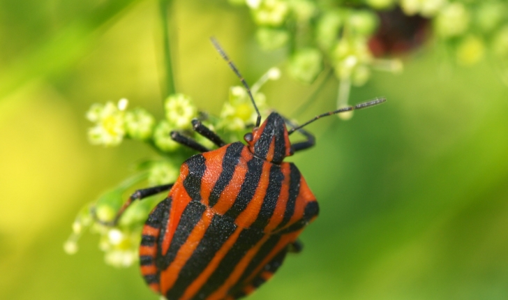 Graphosoma italicum L.