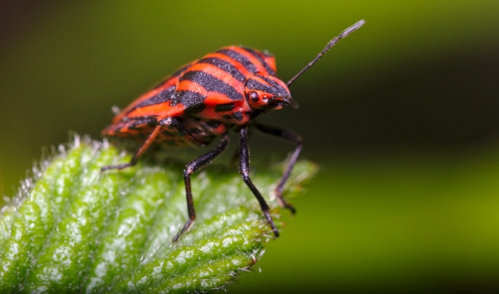 Graphosoma italicum L.