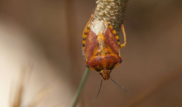 Pentatomidae