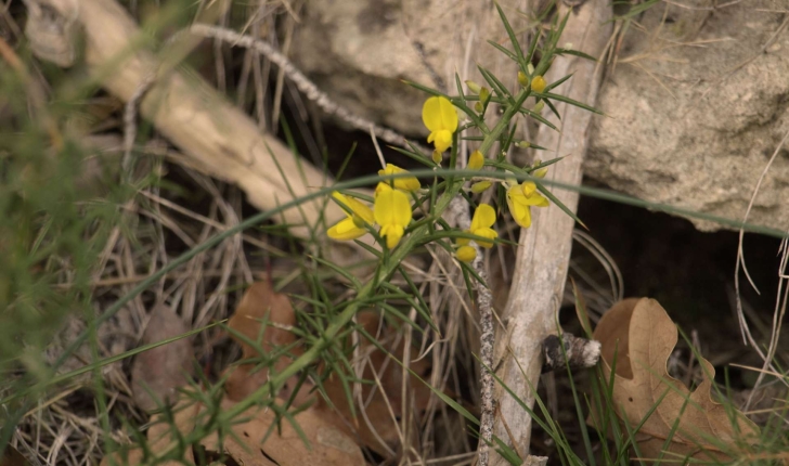 Genista scorpius