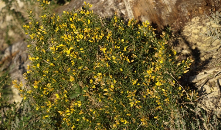 Genista scorpius