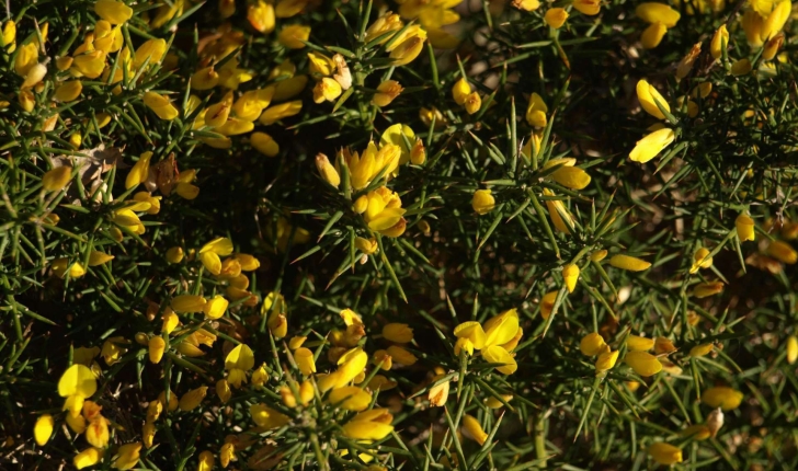 Genista scorpius