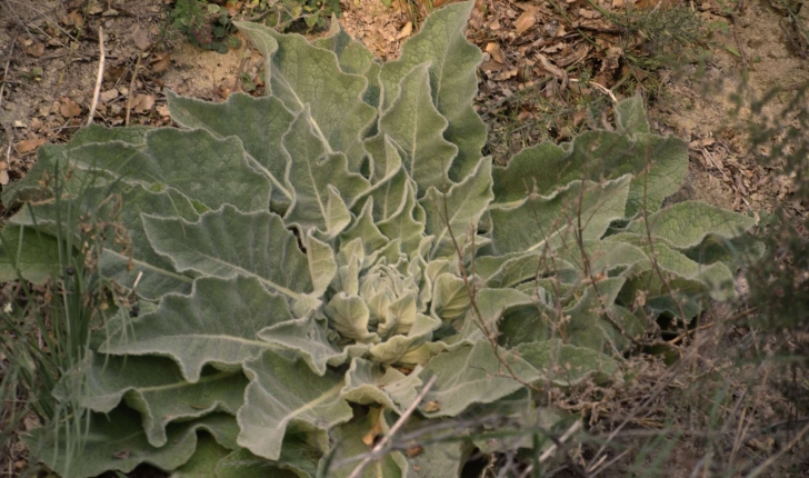 Verbascum thapsus