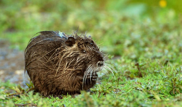 Myocastor coypus (Molina, 1782) 