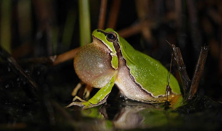 Hyla arborea (Linné,1758)