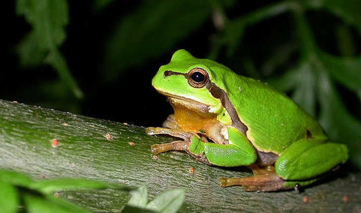 Hyla molleri (Bedriaga, 1889)