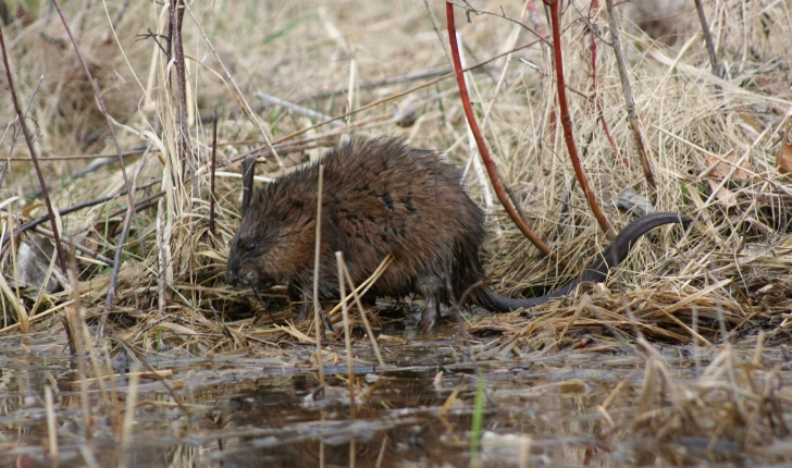 Ondatra zibethicus (Linnaeus,1766) 