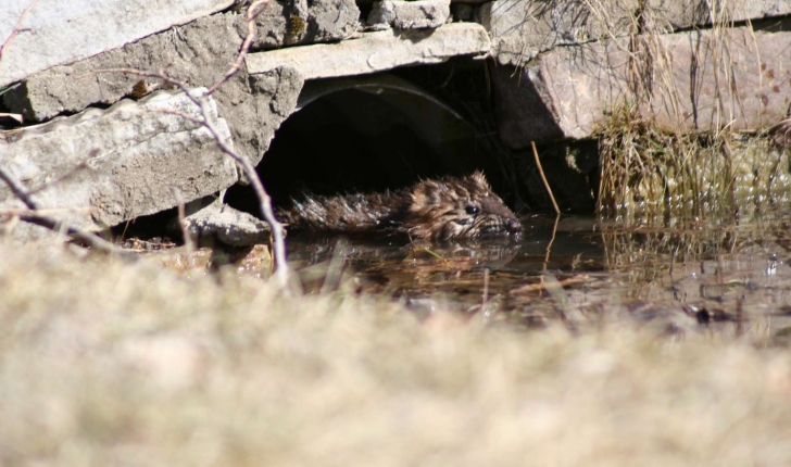 Ondatra zibethicus (Linnaeus,1766) 