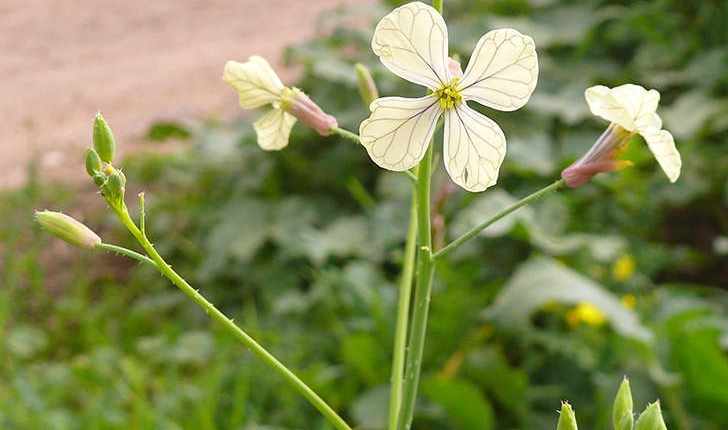 Raphanus raphanistrum (L., 1753)
