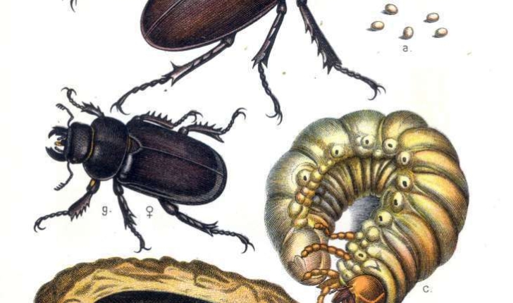 Lucanus cervus (Linné 1758)