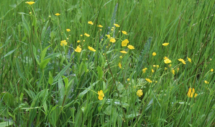 Ranunculus sp.