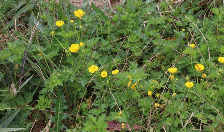 Ranunculus repens L.